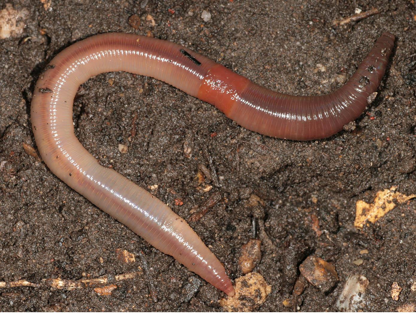 20p 4