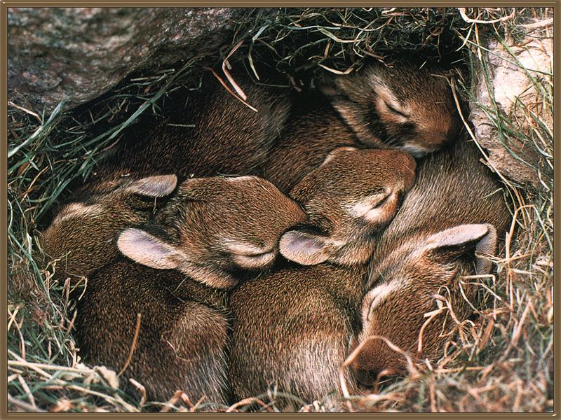 easterncottontailrabbit 02 nest homeforsleeping