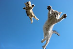 Летающие кошки. Чумачиха и Кошаиха
