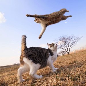 Летающие кошки. Чумачиха и Кошаиха