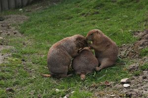 сусличные человечки суслики